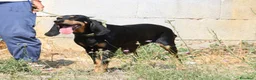 Meticcio cani in regalo: Bea dolcissima segugetta 5 anni in adozione  - Annuncio 4