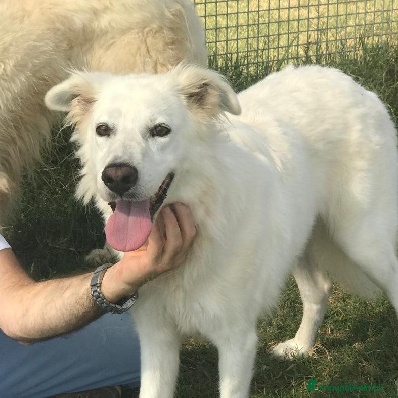 Pastore Maremmano cani Criseide mix maremmana/labrador dagli occhi dolci a Provincia di Latina - Annuncio 9