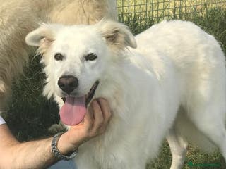 Pastore Maremmano cani Criseide mix maremmana/labrador dagli occhi dolci a Provincia di Latina - Annuncio 25