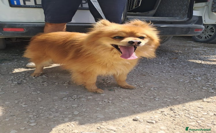 Spitz cani a Provincia di Treviso - Annuncio 10