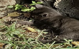 Europeo gatti in regalo: gatta 2 mesi e mezzo nera - Immagine 2