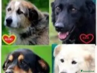 Meticcio cani Liberali dalla gabbia! Tendi La Zampa Onlus a Roma - Annuncio 1