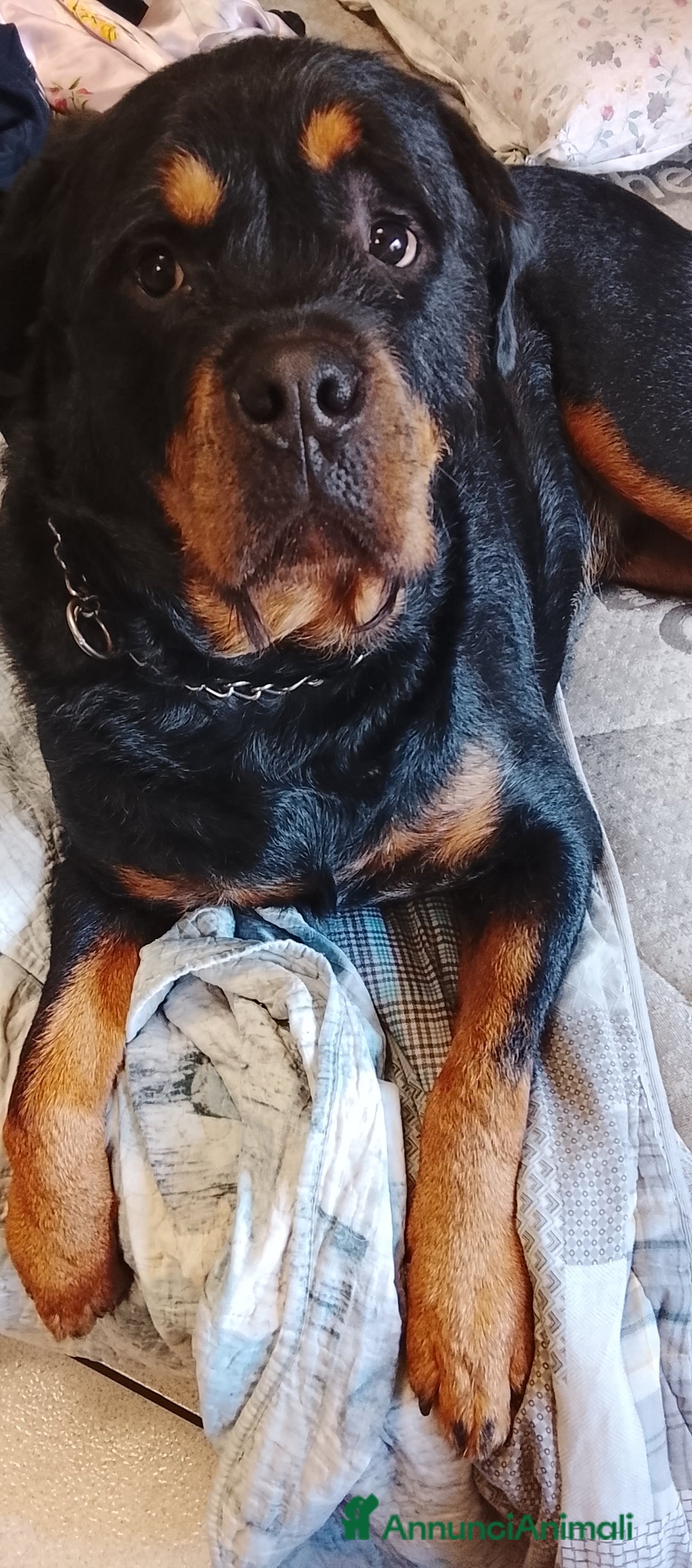 Rottweiler cani in regalo: Regalo rottweiler  - Annuncio 2