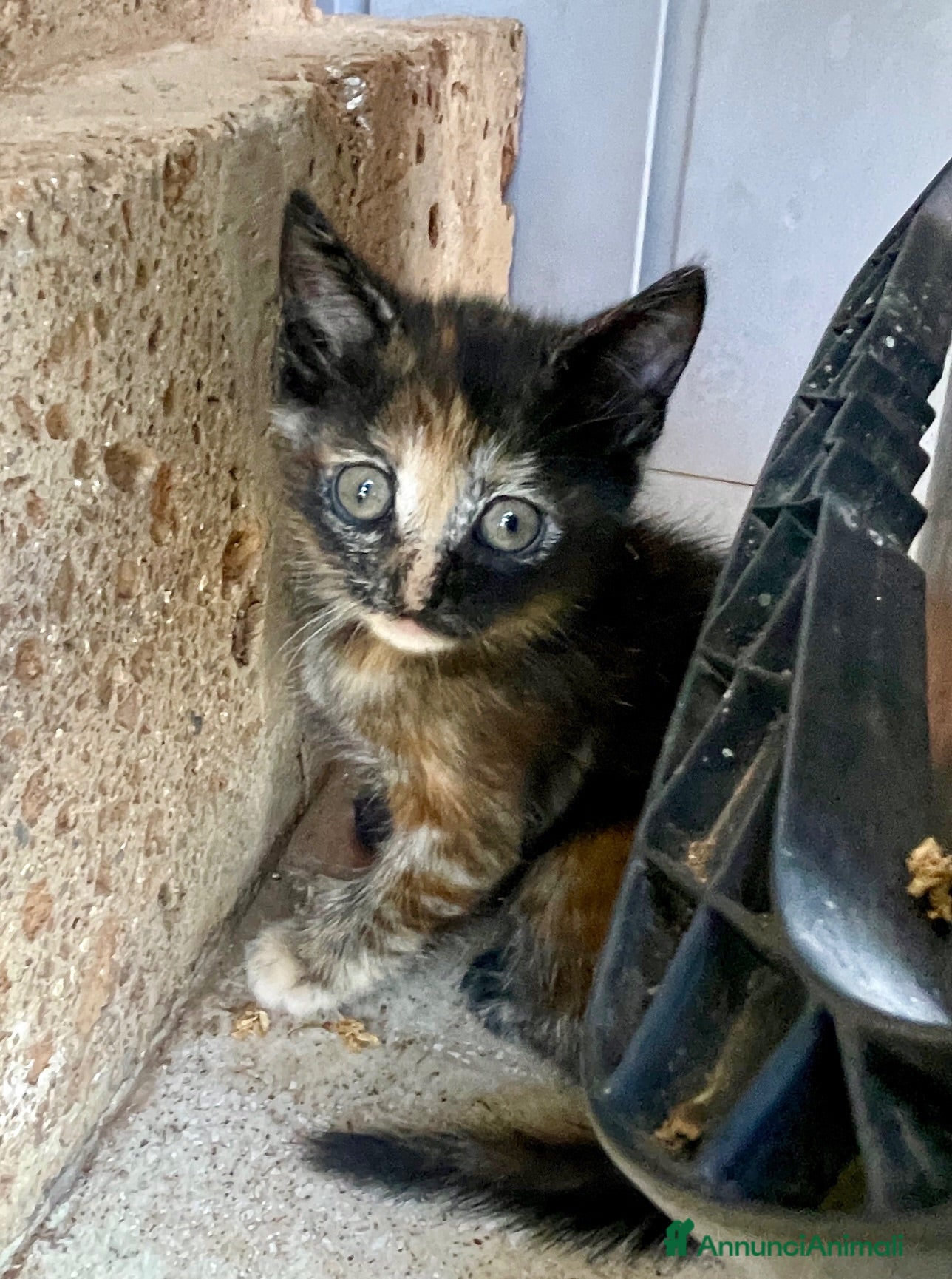 Europeo gatti Gattine sorelle 2 mesi mamma testata  - Annuncio 5