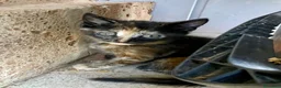 Europeo gatti in regalo: Gattine sorelle 2 mesi mamma testata  - Annuncio 1