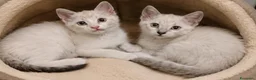 Siamese gatti in vendita: Gattini siamesi Tabby  - Annuncio 3