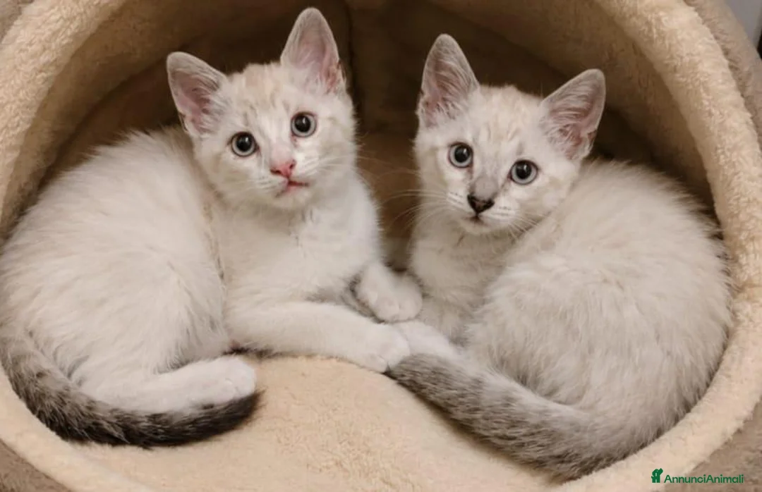 Siamese gatti in vendita: Gattini siamesi Tabby  - Annuncio 3
