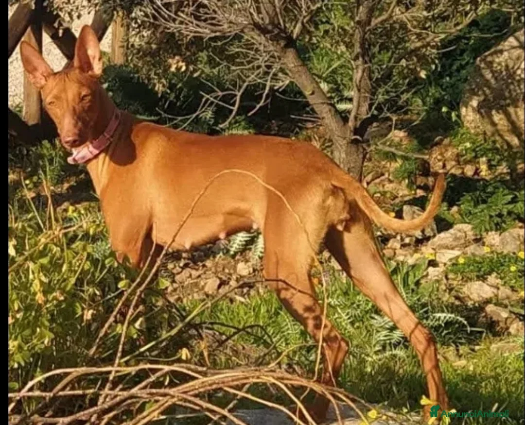 Cirneco dell'Etna cani in vendita: Cuccioli di Cirneco dell'Etna - Annuncio 18