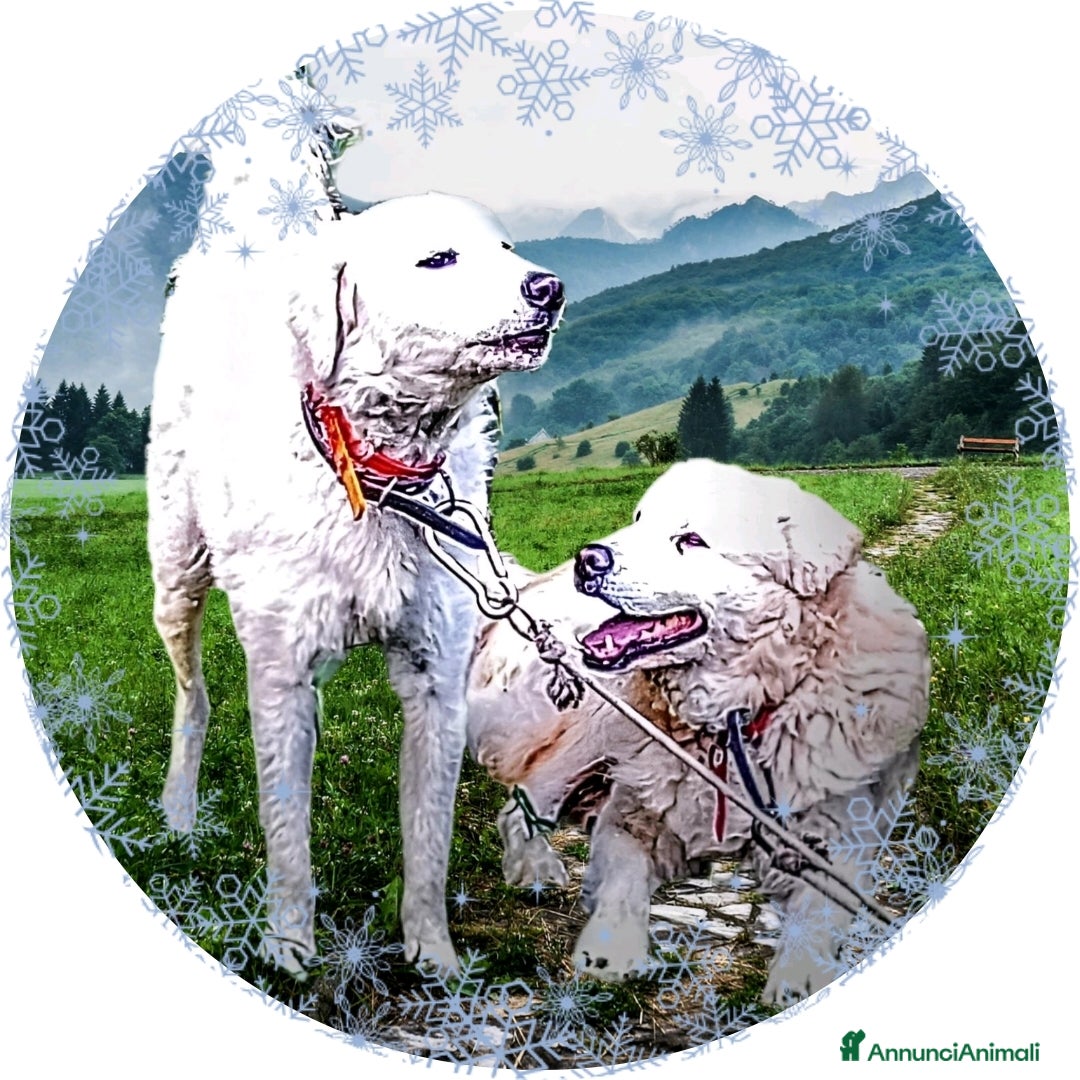 Pastore Maremmano cani in vendita: Cuccioli Pastore Abruzzese Aborigeno  - Annuncio 2