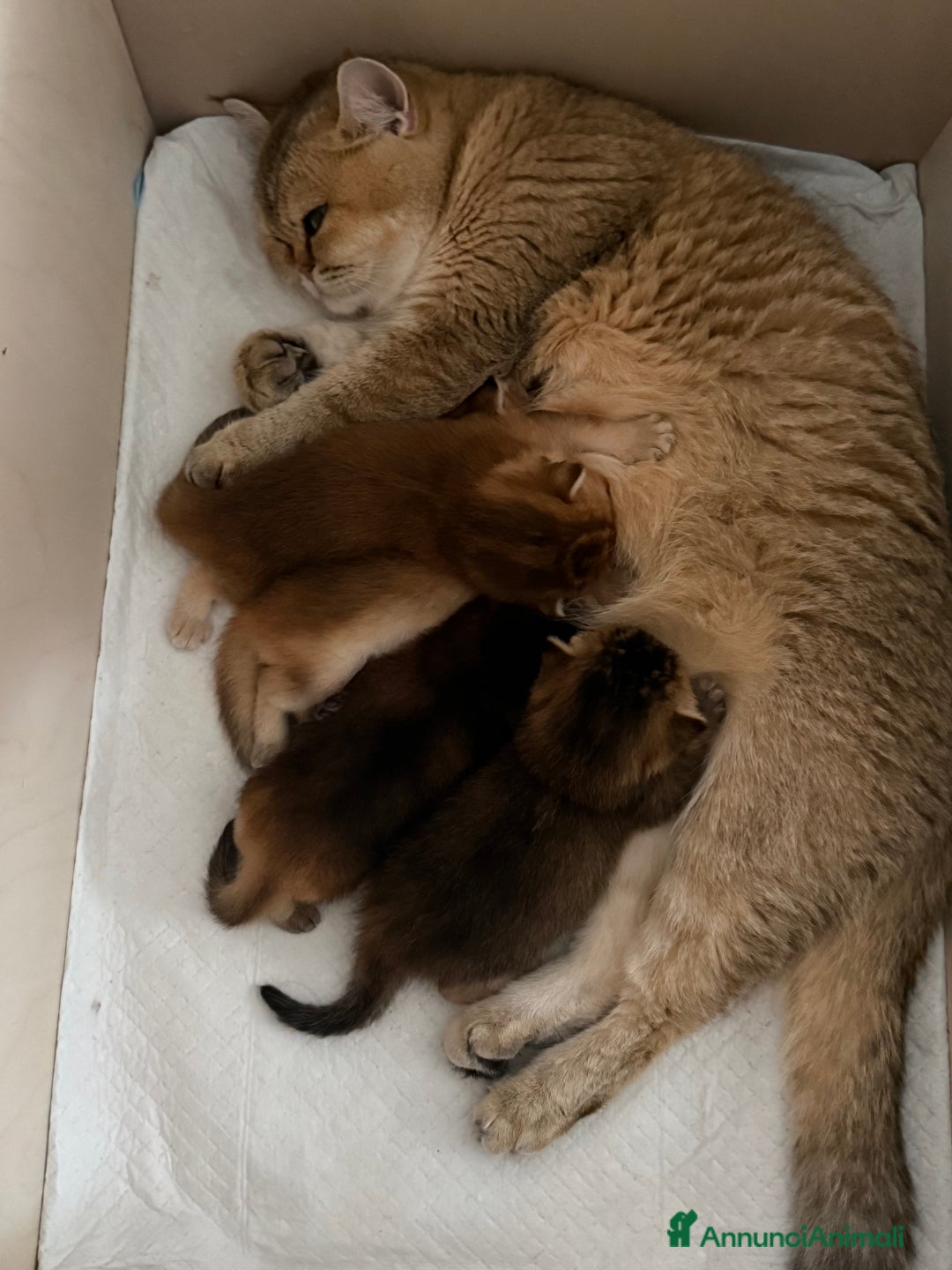 Scottish gatti in vendita: Scottish straight  - Annuncio 9