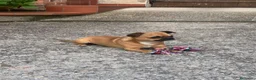 Chihuahua cani per accoppiamento: Femmina per accoppiamento  a Provincia di Cuneo - Annuncio 7