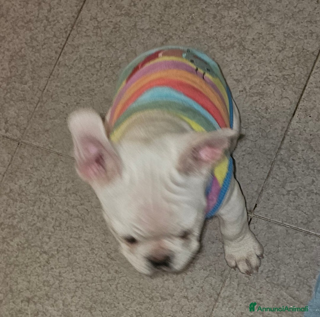 Bulldog Francese cani in vendita: Bulldog Francese cuccioli straordinari! - Annuncio 5