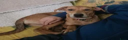 Meticcio cani in regalo: Ariel a Città Metropolitana di Genova - Annuncio 1