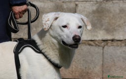 Altre razze cani in regalo: Nino in adozione - Immagine 4