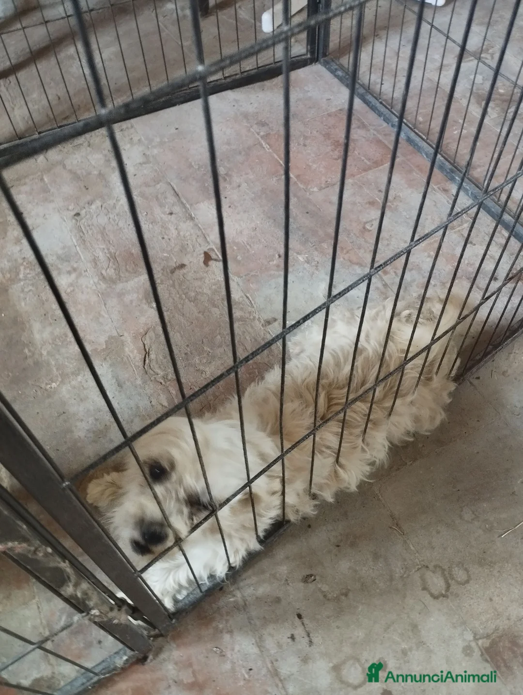 Maltese cani in regalo: ADOZIONE DEL CUORE  a Provincia di Pavia - Annuncio 2