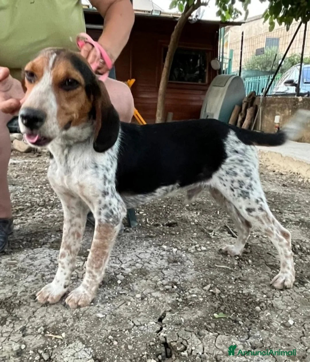 Meticcio cani in regalo: Ulisse mix Beagle 2anni kg12 SOS SICILIA - Annuncio 3