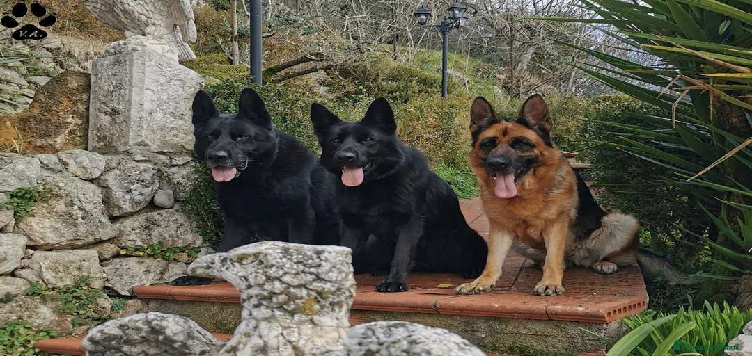 Immagine della galleria {{count}}