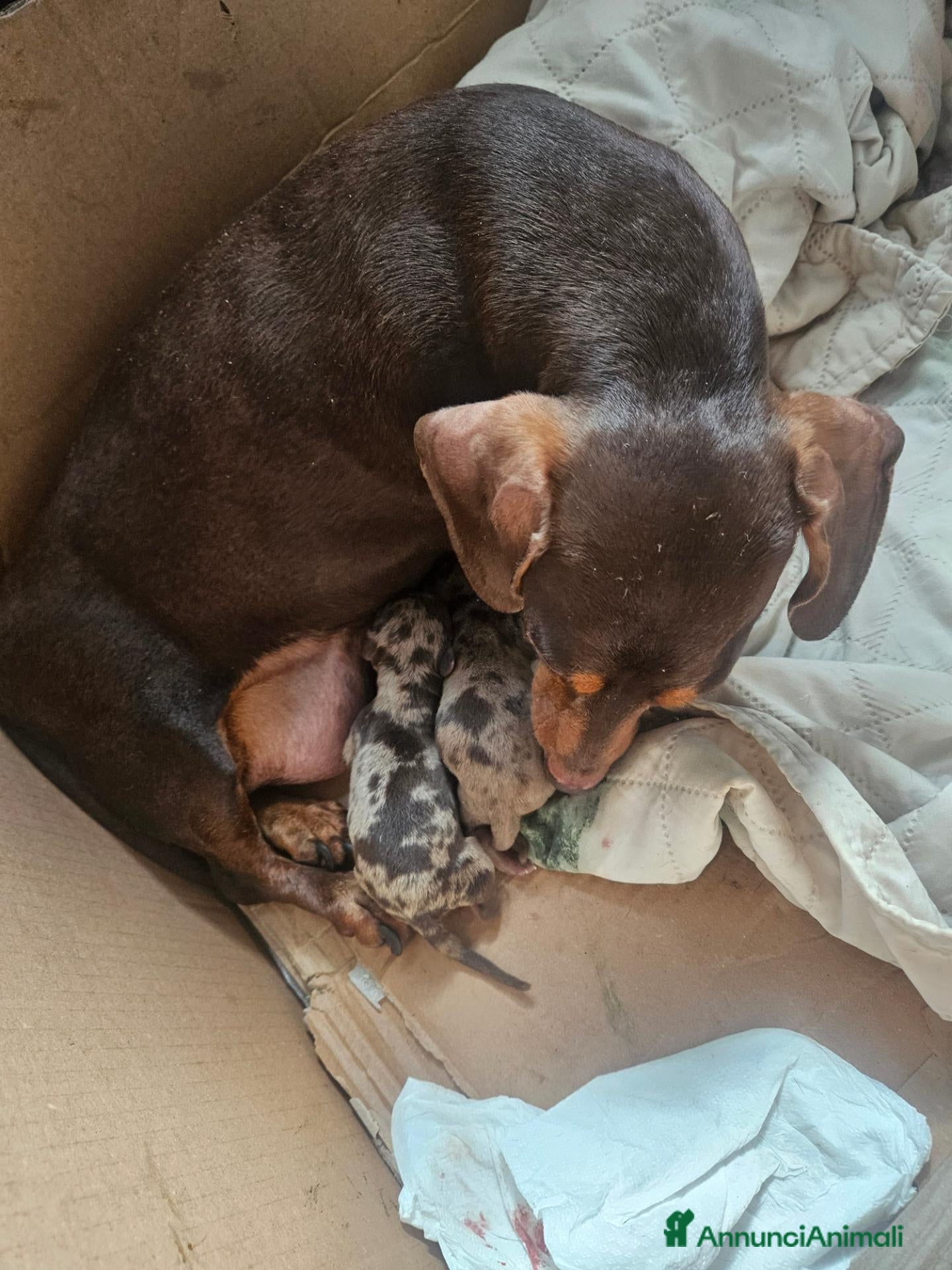 Bassotto Nano cani Bassotto nano arlecchino cioccolato - Annuncio 21