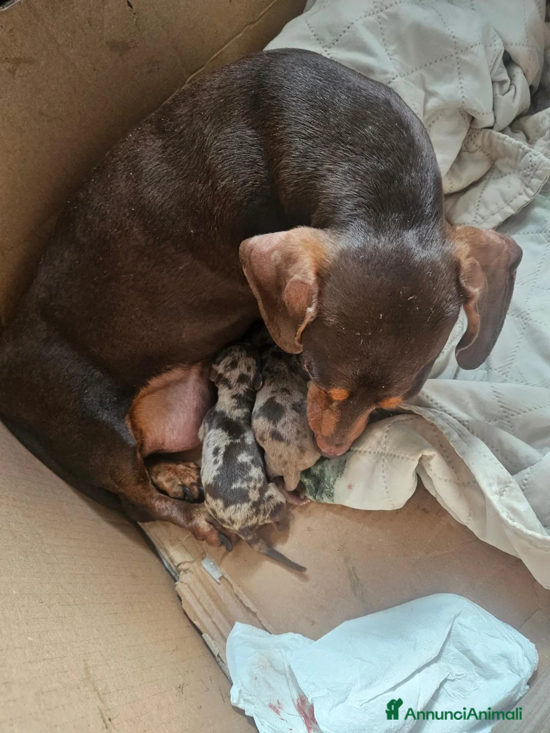 Bassotto Nano cani in vendita: Bassotto nano arlecchino cioccolato - Annuncio 1