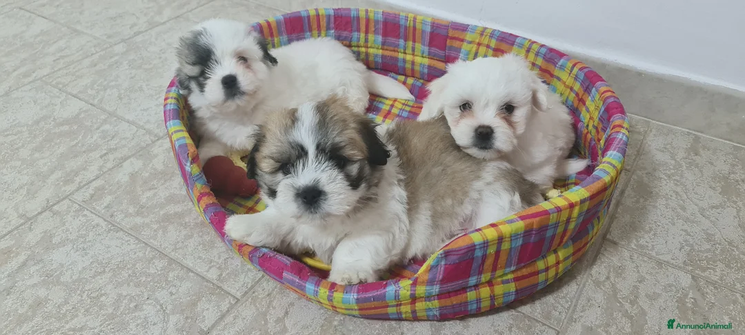 Immagine della galleria {{count}}