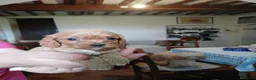 Cavapoo cani in vendita: Cuccioli di cavapoo - Annuncio 4