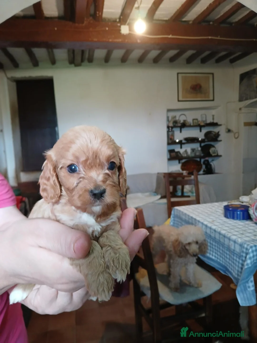 Cavapoo cani in vendita: Cuccioli di cavapoo - Annuncio 4
