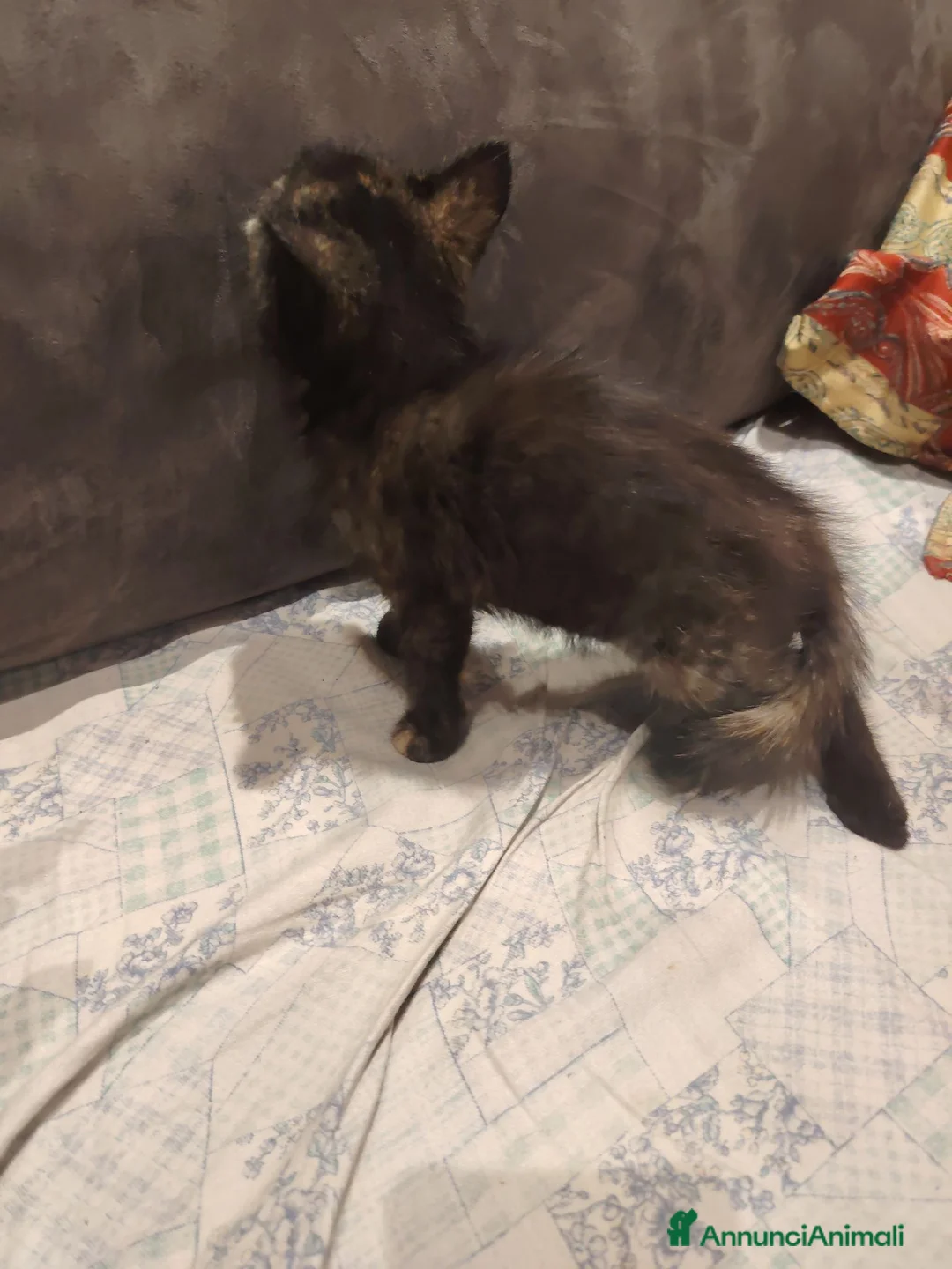 Europeo gatti in vendita: Gattini 2 mesi  a Provincia di Monza e della Brianza - Annuncio 12