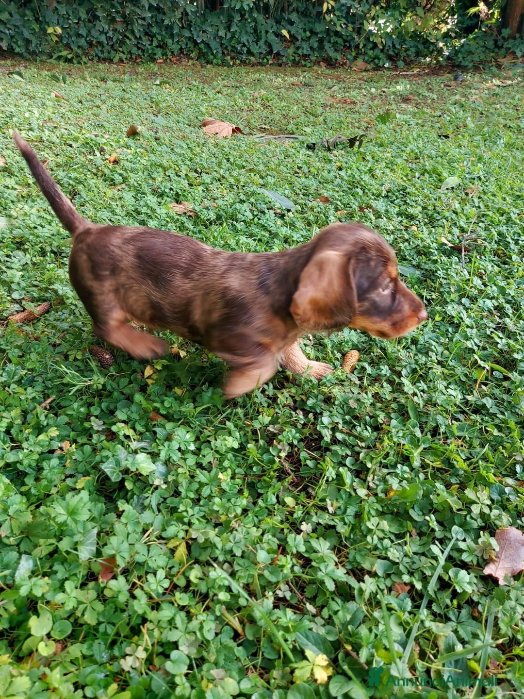 Bassotto cani in vendita: Bassotto Tedesco Nano a Pelo Duro - Annuncio 6