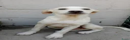 Meticcio cani in regalo: Harlock 4 mesi rimasto da solo cerca casa  - Annuncio 12
