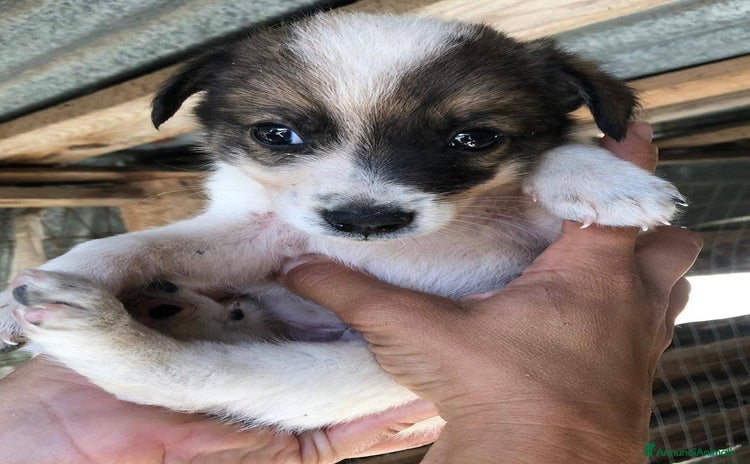 Meticcio cani a Provincia di Como - Annuncio 12