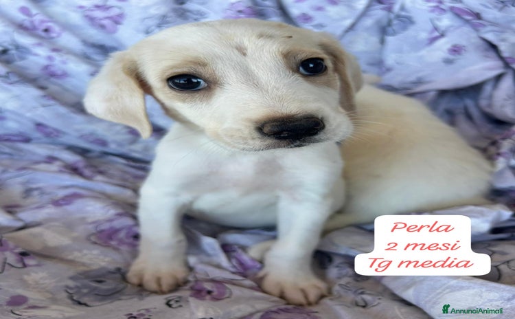 Meticcio cani a Provincia di Pavia - Annuncio 2