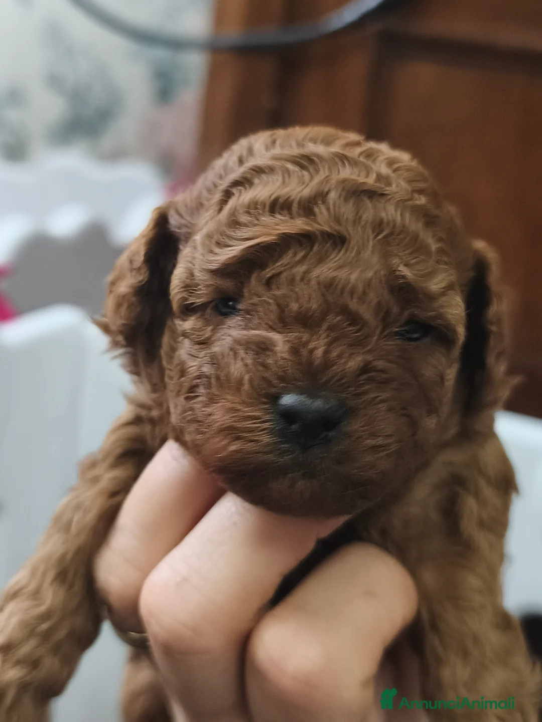 Barboncino Toy cani in vendita: Barboncino Toy Mini Toy cuccioli  a Provincia di Lucca - Annuncio 2