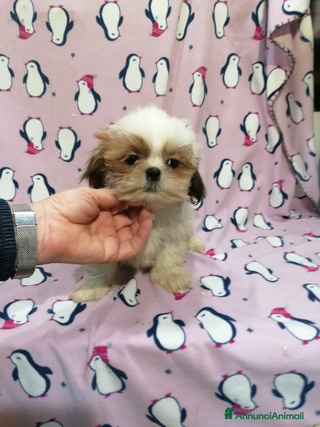 Shih Tzu cani in vendita: Shih Tzu Imperiale cucciola femmina - Annuncio 4