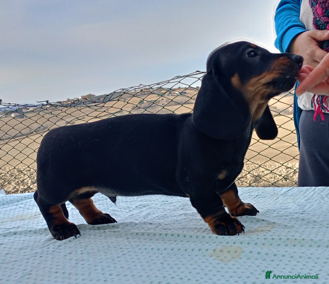 Bassotto cani in vendita: Bassotto tedesco standard a pelo corto - Annuncio 10