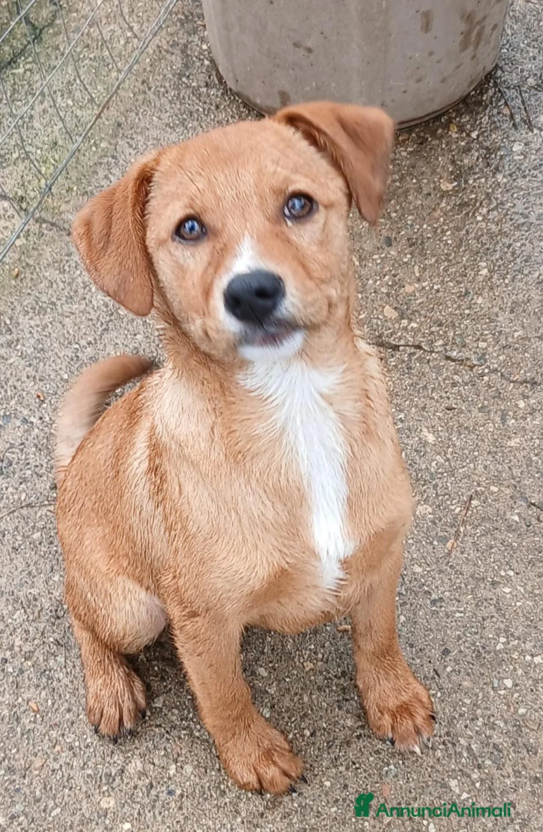 Meticcio cani in regalo: BACK 💙 - cucciolo futura taglia media cerca 🏡  - Annuncio 1