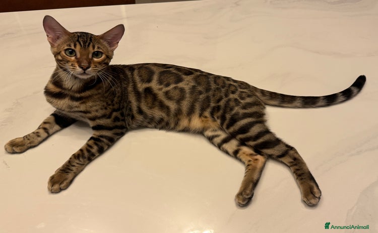 Bengala gatti Pako Bengala  - Annuncio 11