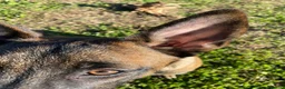Pastore Belga cani in regalo: Adozione responsabile per Laylah a Provincia di Monza e della Brianza - Annuncio 8