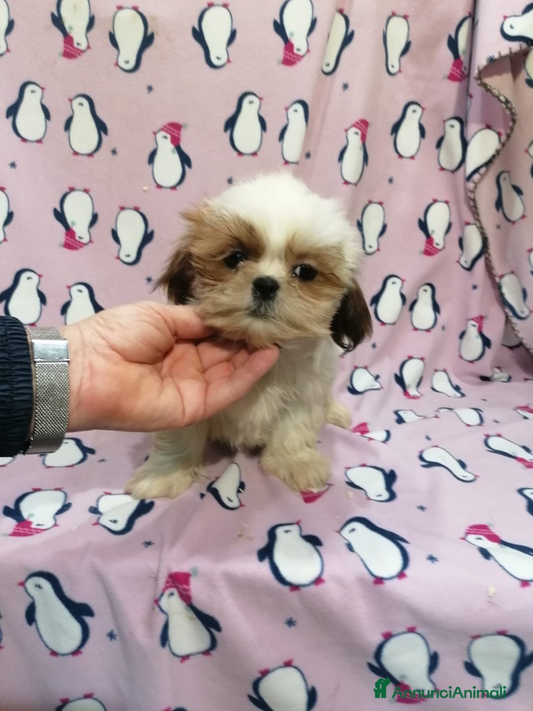 Shih Tzu cani in vendita: Shih Tzu Imperiale cucciola femmina - Annuncio 6