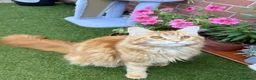 Maine Coon gatti in vendita: Tre cucciole di Maine Coon a Città Metropolitana di Torino - Annuncio 7