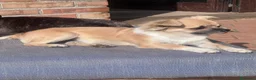 Chihuahua cani in vendita: Pepe, dolcissimo chihuahua a pelo lungo  - Annuncio 5