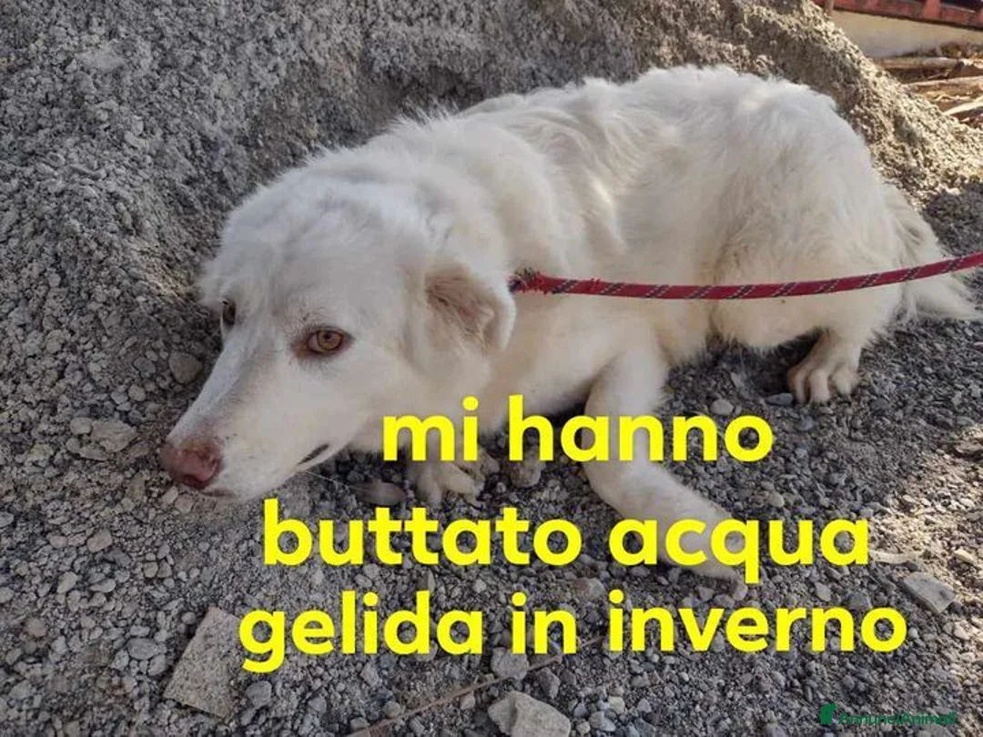 Meticcio cani in regalo: ROBIN giovane bel timidino - Annuncio 1