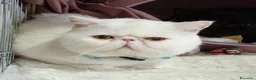 Exotic Shorthair gatti in vendita: exotic short hair bianco - Annuncio 2