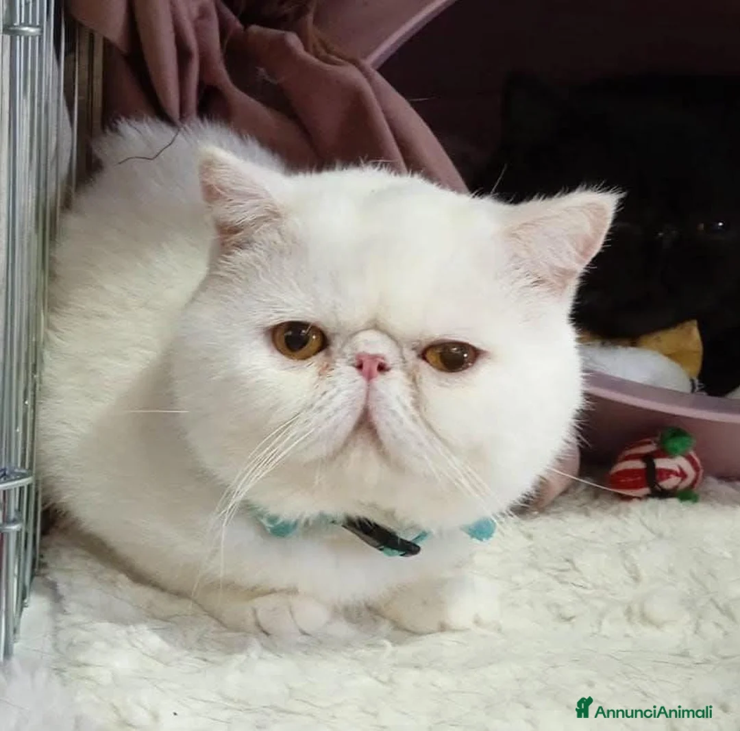 Exotic Shorthair gatti in vendita: exotic short hair bianco - Annuncio 2