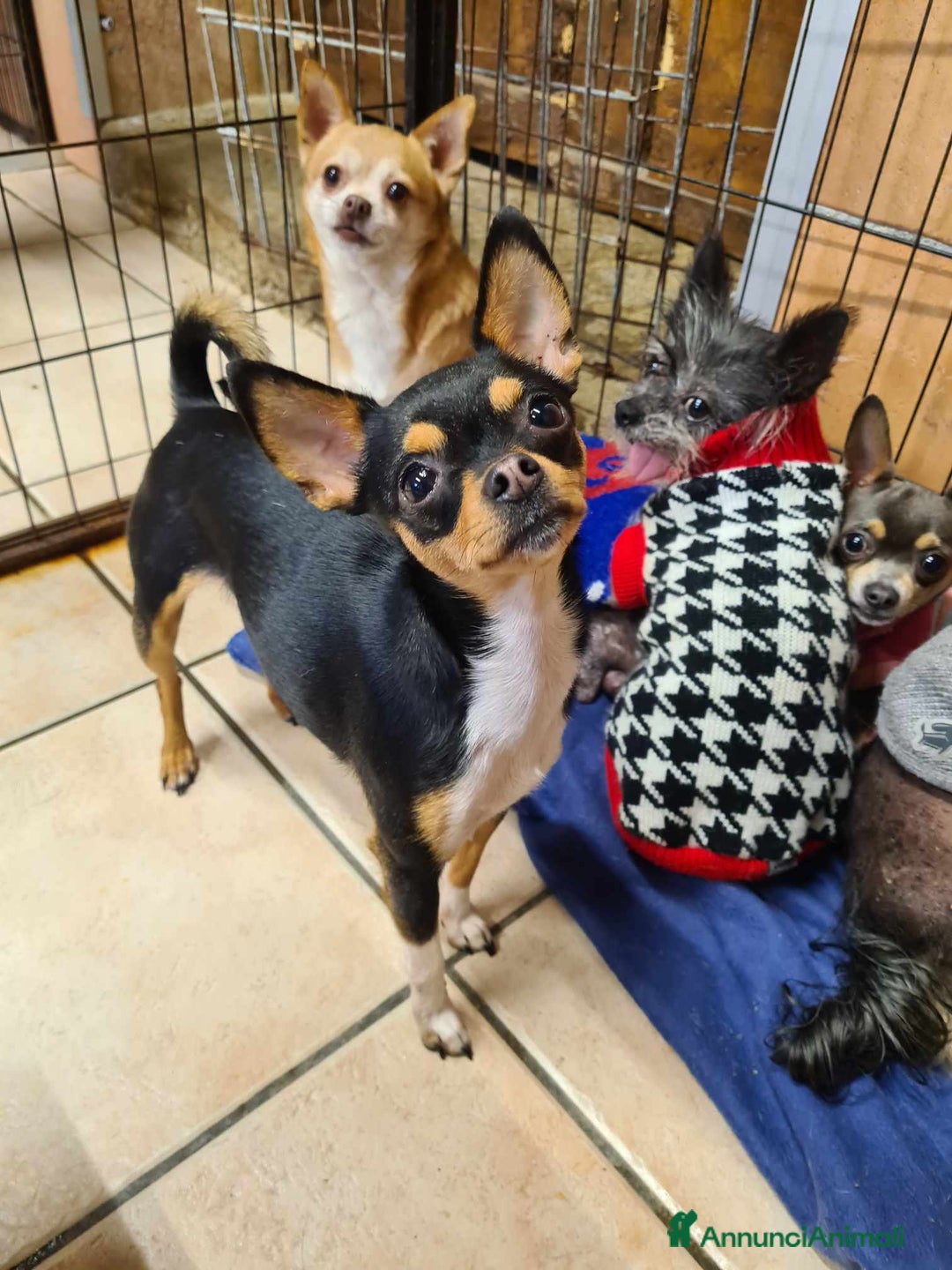 Chihuahua cani in regalo: SUSINA, CHIHUAHUA paurosetta cerca famiglia - Annuncio 10