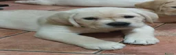 Labrador cani in vendita: Labrador cuccioli - Annuncio 1