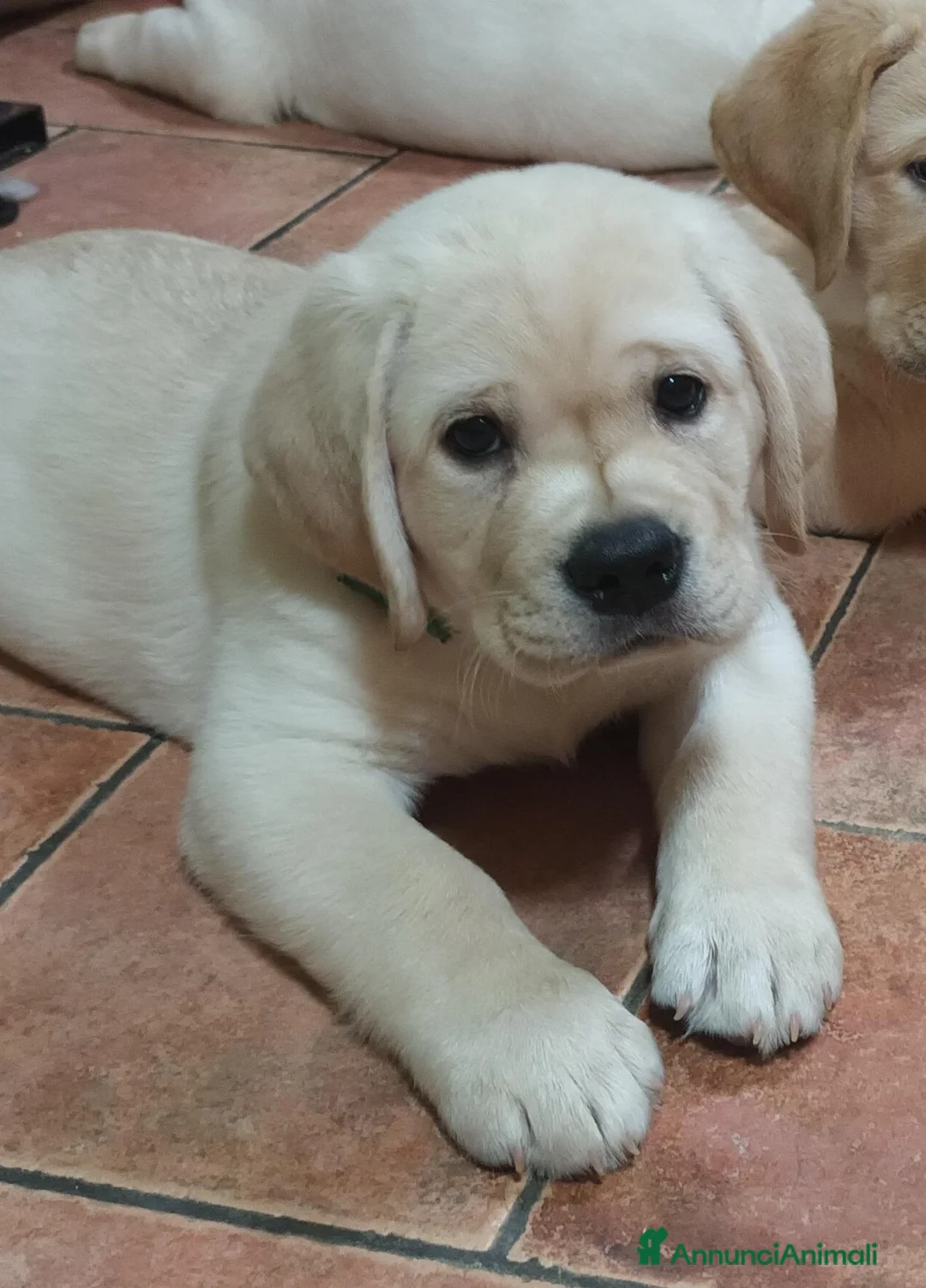 Labrador cani in vendita: Labrador cuccioli - Annuncio 1