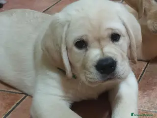 Labrador cani Labrador cuccioli - Annuncio 1