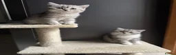 British gatti in vendita: gattini British & Scottish fold - Annuncio 19