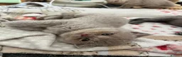 British gatti in vendita: gattini Scottish Fold e British Shorthair - Annuncio 8
