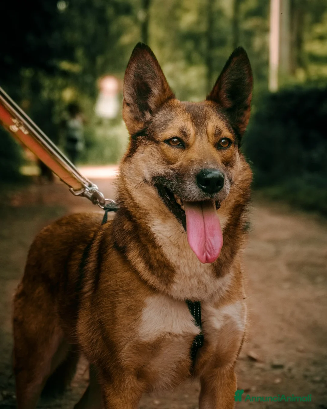 Meticcio cani in regalo: Anais, la nostra splendida lupetta - Annuncio 1